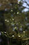 Alisma plantago-aquatica