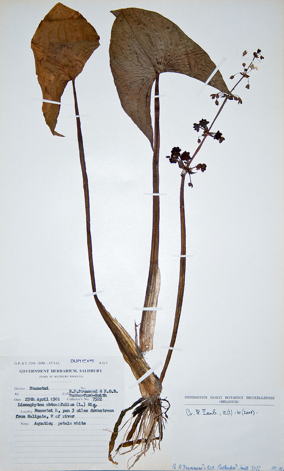 Limnophyton obtusifolium Limnophyton obtusifolium