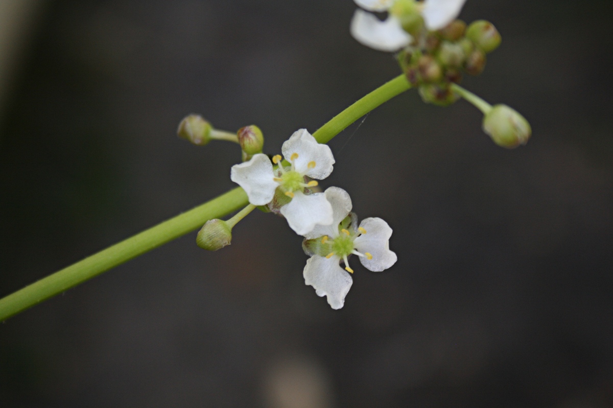 Limnophyton obtusifolium Limnophyton obtusifolium