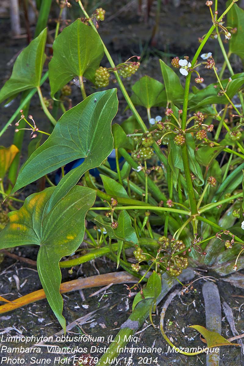 Limnophyton obtusifolium Limnophyton obtusifolium