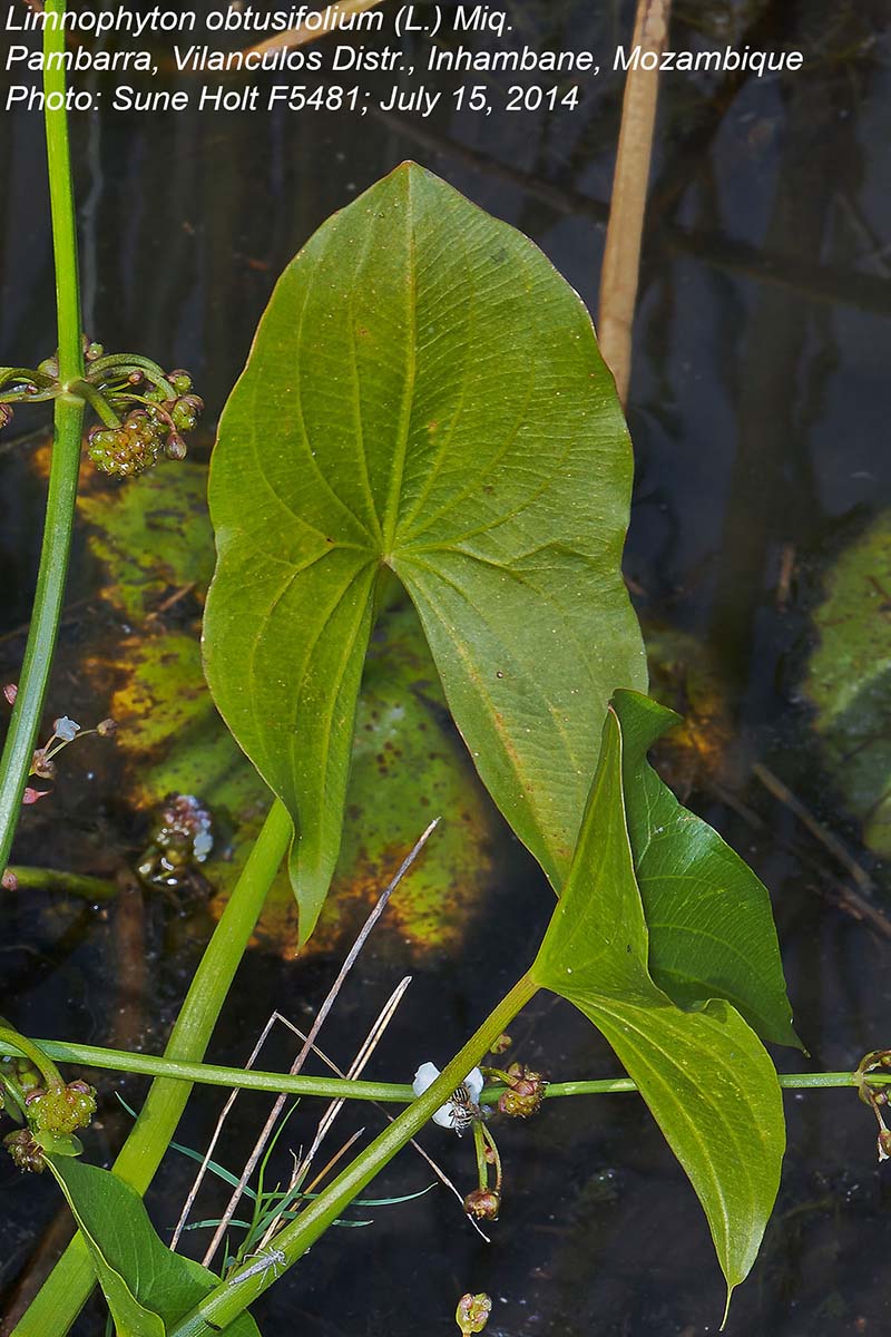Limnophyton obtusifolium Limnophyton obtusifolium