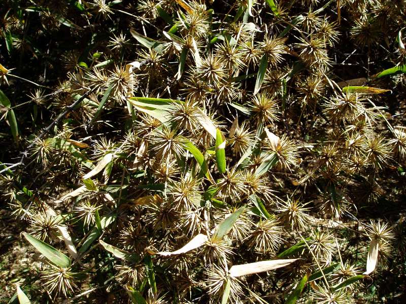 Oxytenanthera abyssinica Oxytenanthera abyssinica
