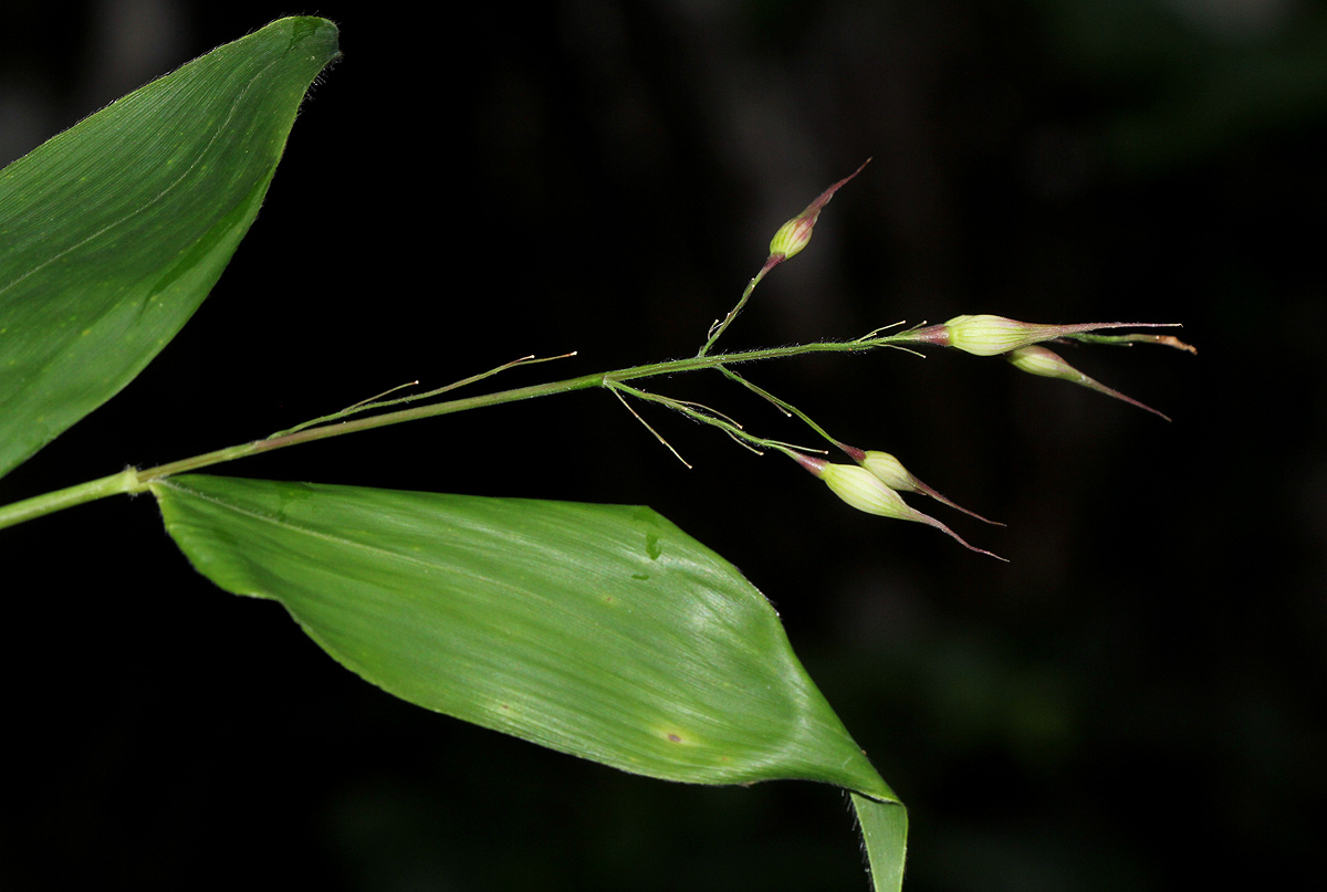 Olyra latifolia Olyra latifolia