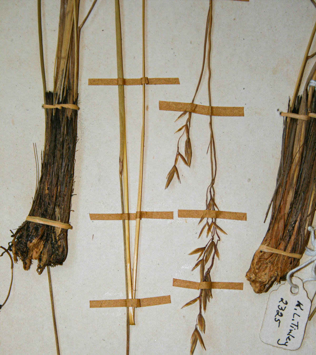 Festuca costata Festuca costata