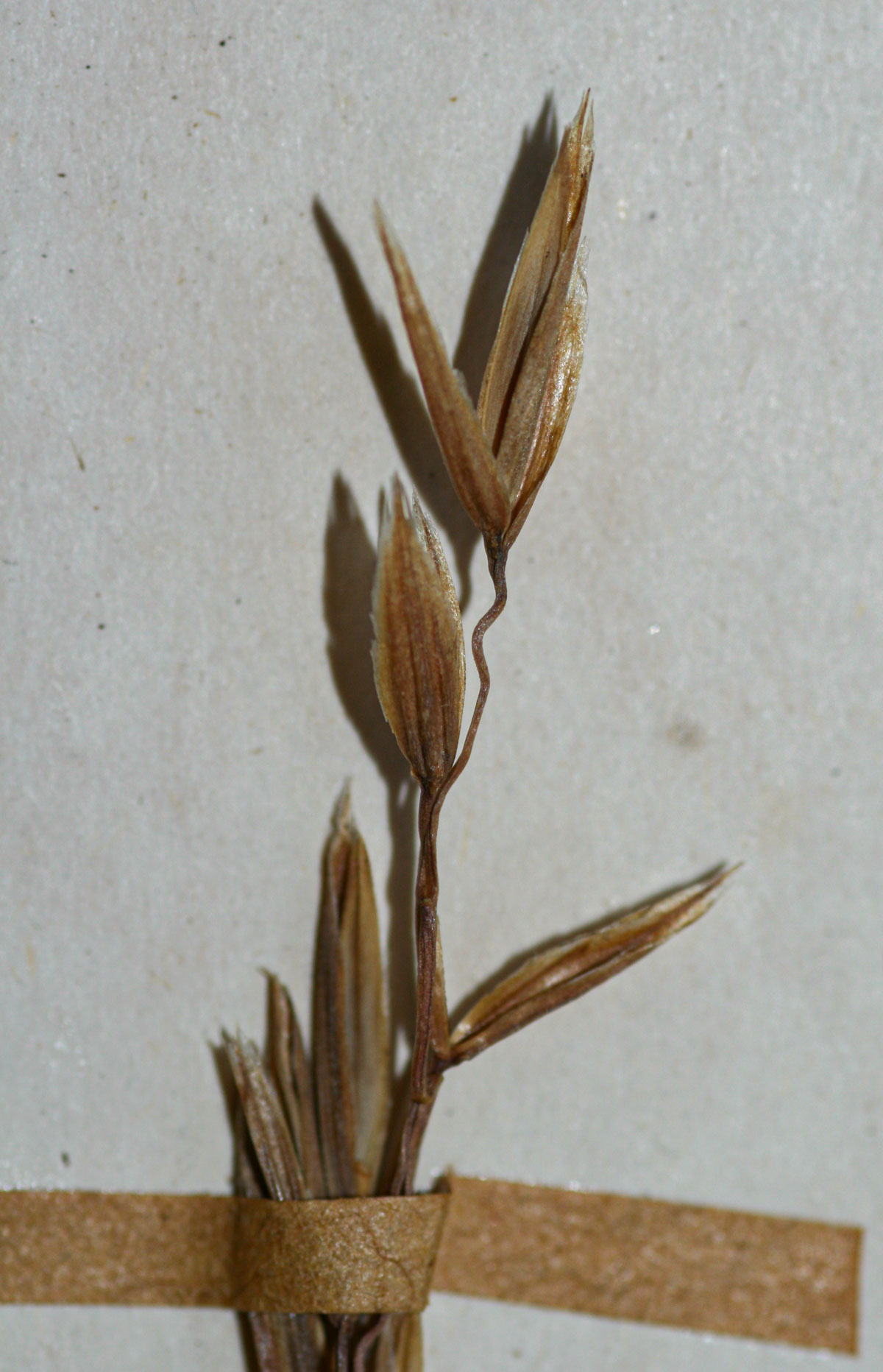Festuca costata Festuca costata
