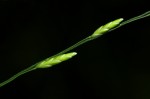 Megastachya mucronata