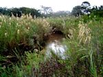 Phragmites mauritianus