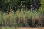 Phragmites mauritianus