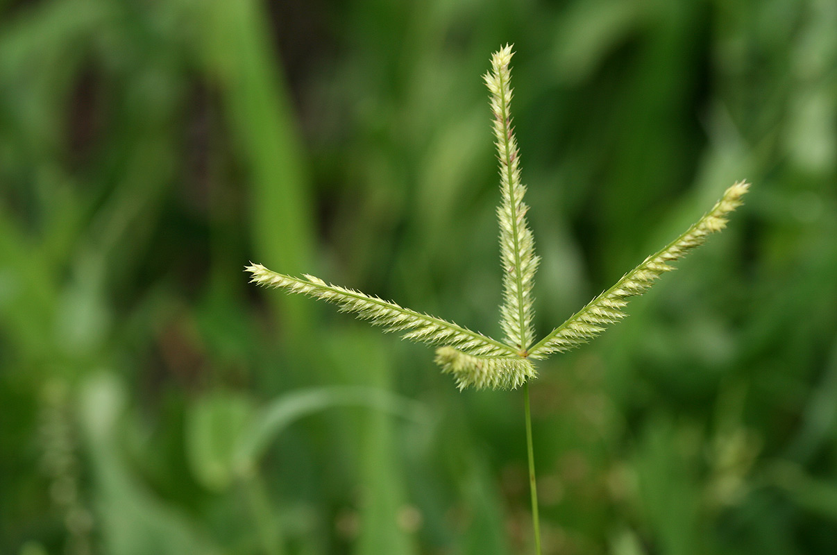 Acrachne racemosa Acrachne racemosa