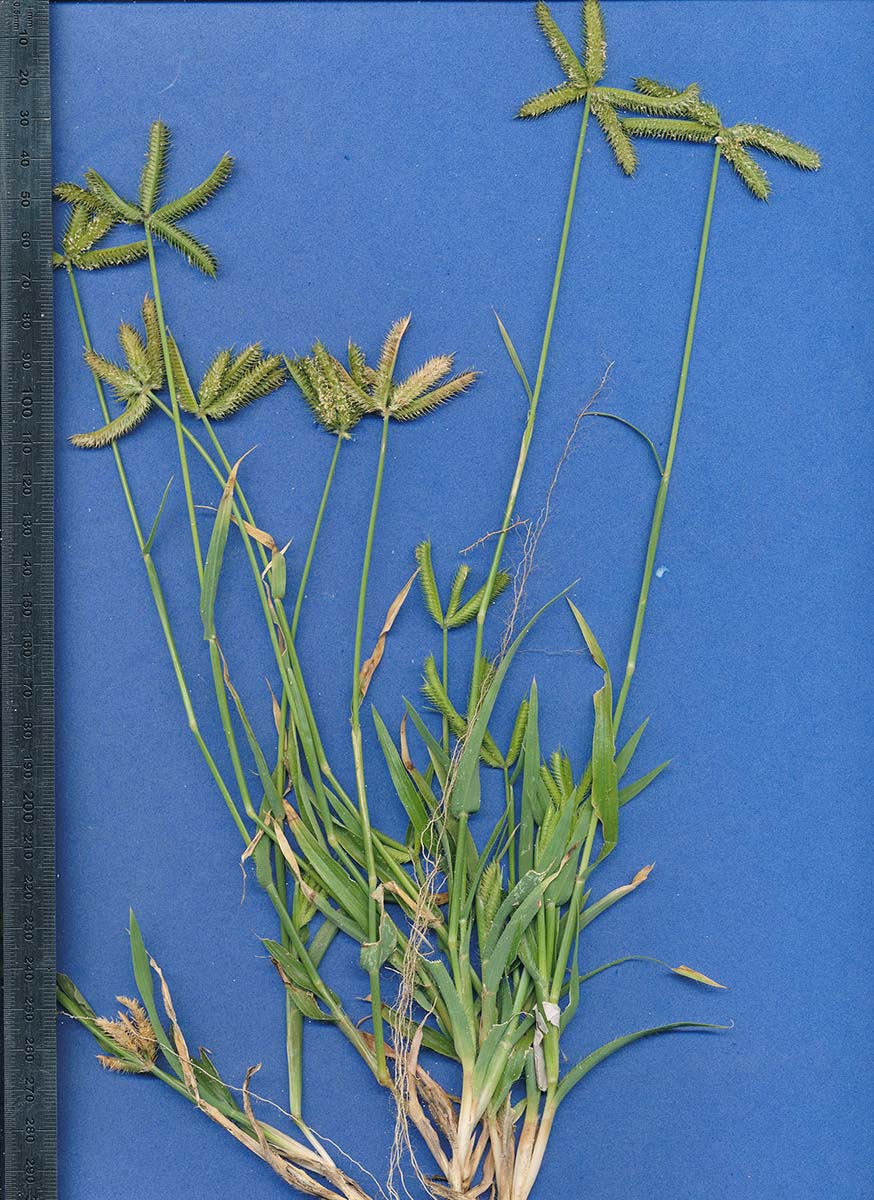 Dactyloctenium aegyptium Dactyloctenium aegyptium