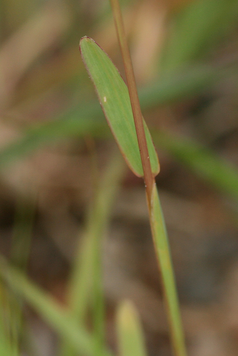 Chloris pycnothrix Chloris pycnothrix