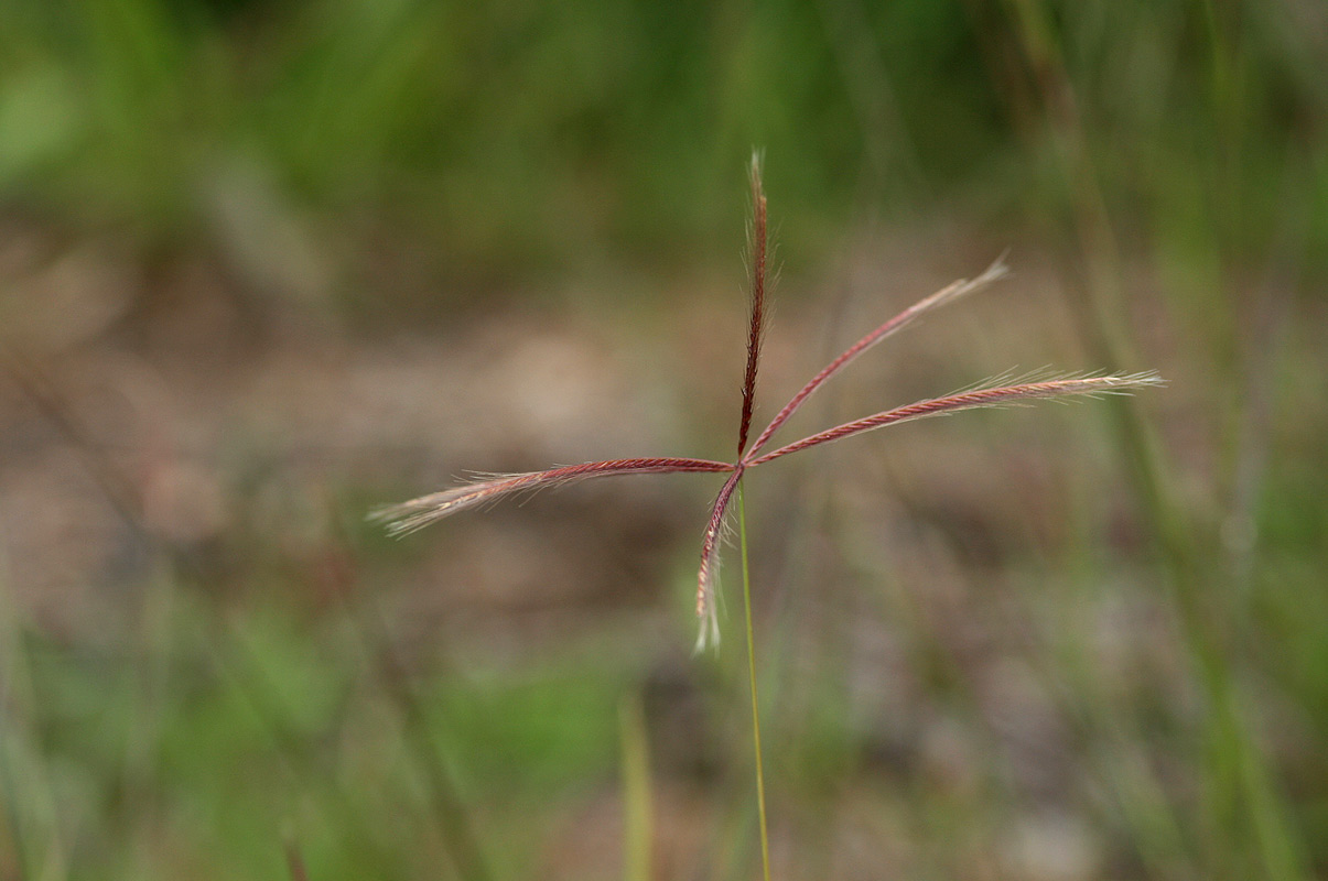 Chloris pycnothrix