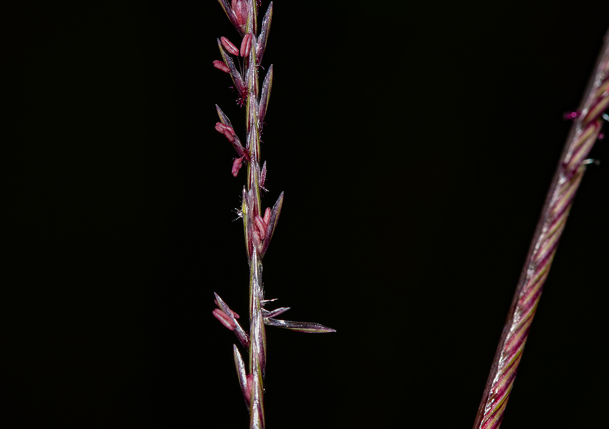 Microchloa kunthii Microchloa kunthii