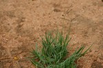 Cynodon dactylon
