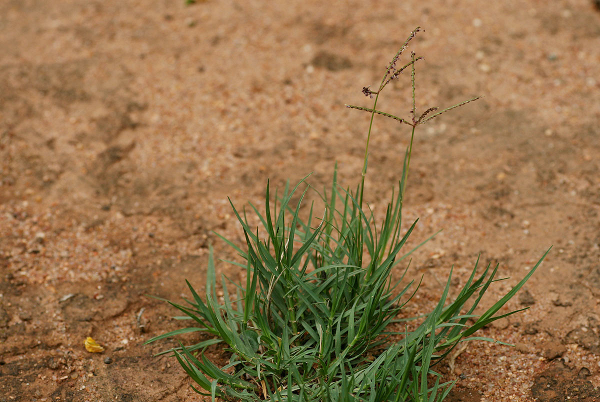 Cynodon dactylon Cynodon dactylon