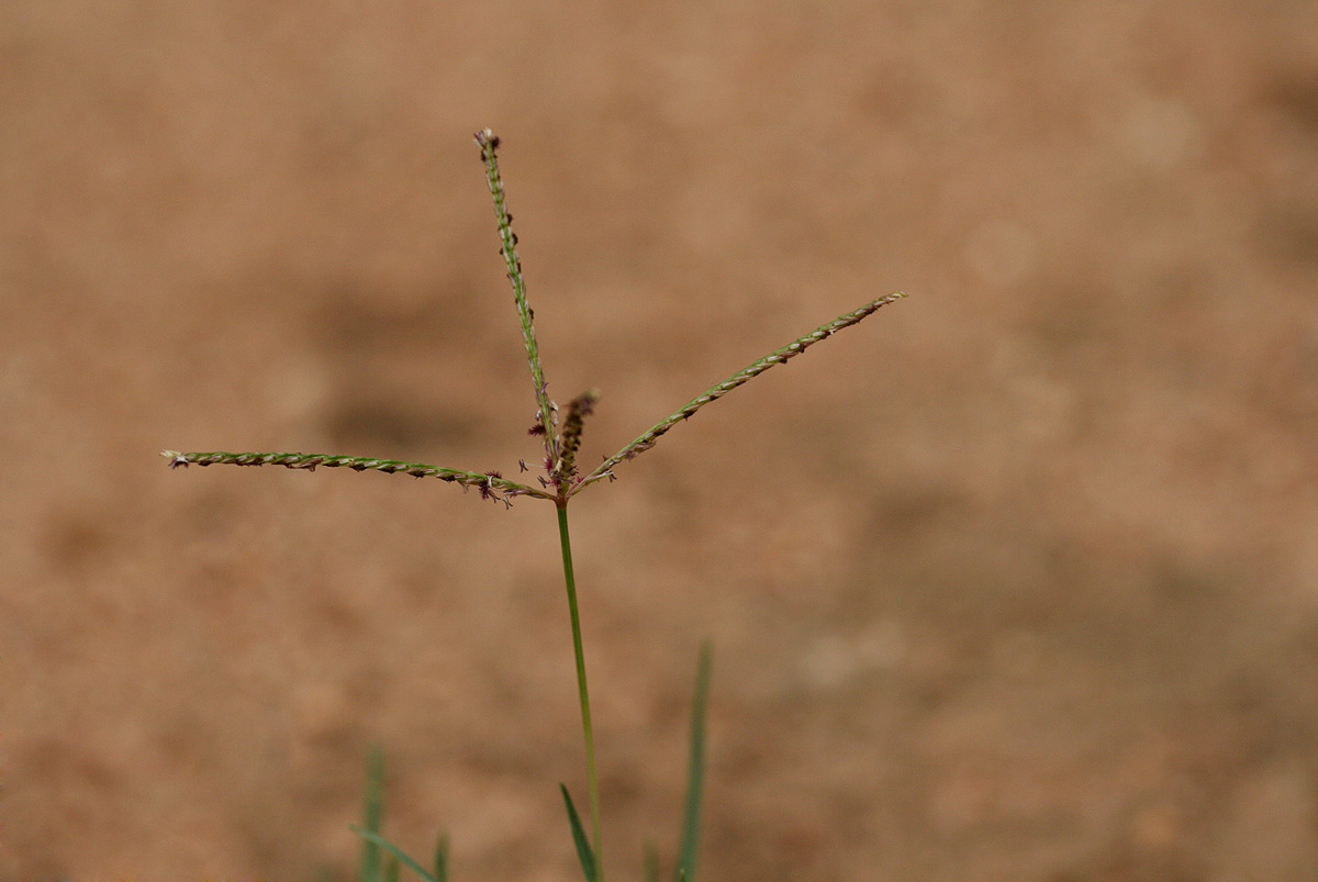 Cynodon dactylon Cynodon dactylon