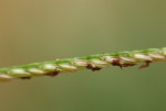 Cynodon dactylon