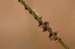 Cynodon dactylon