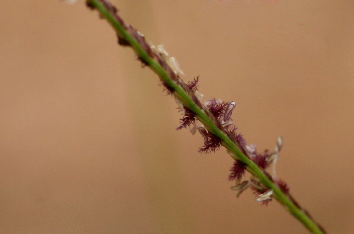 Cynodon dactylon
