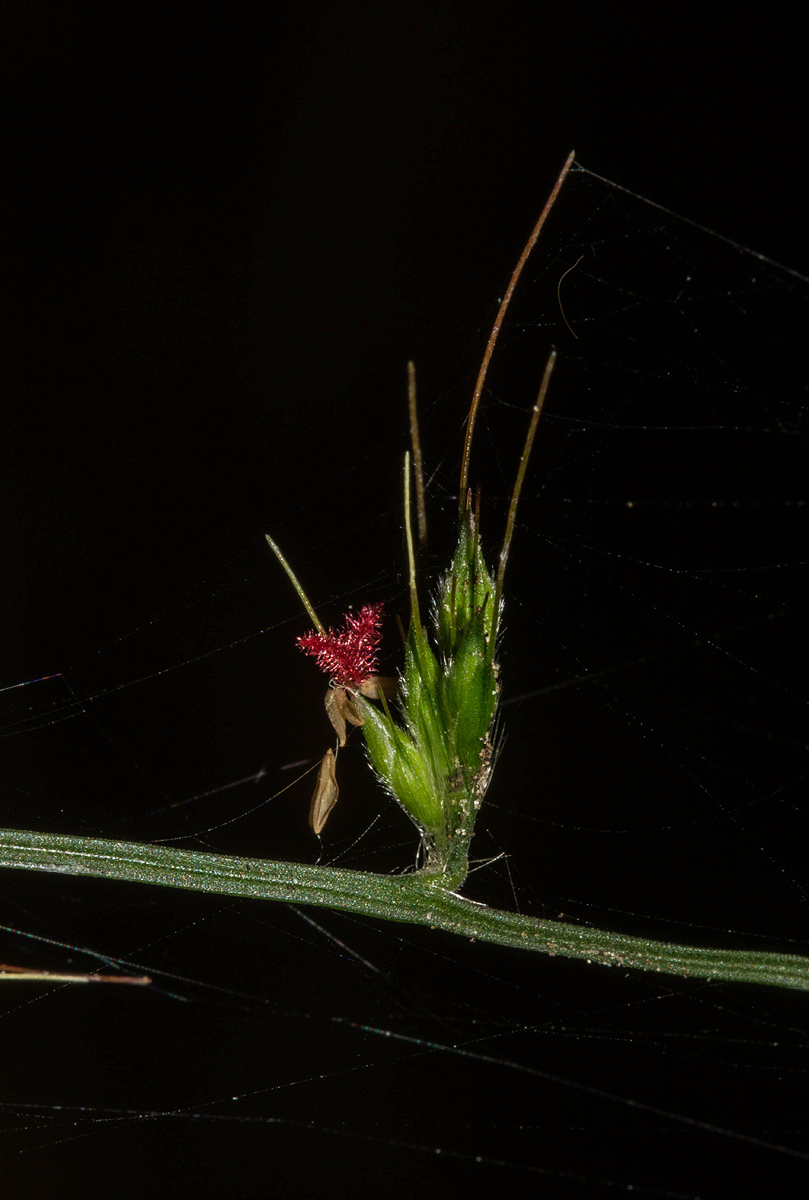Oplismenus hirtellus Oplismenus hirtellus