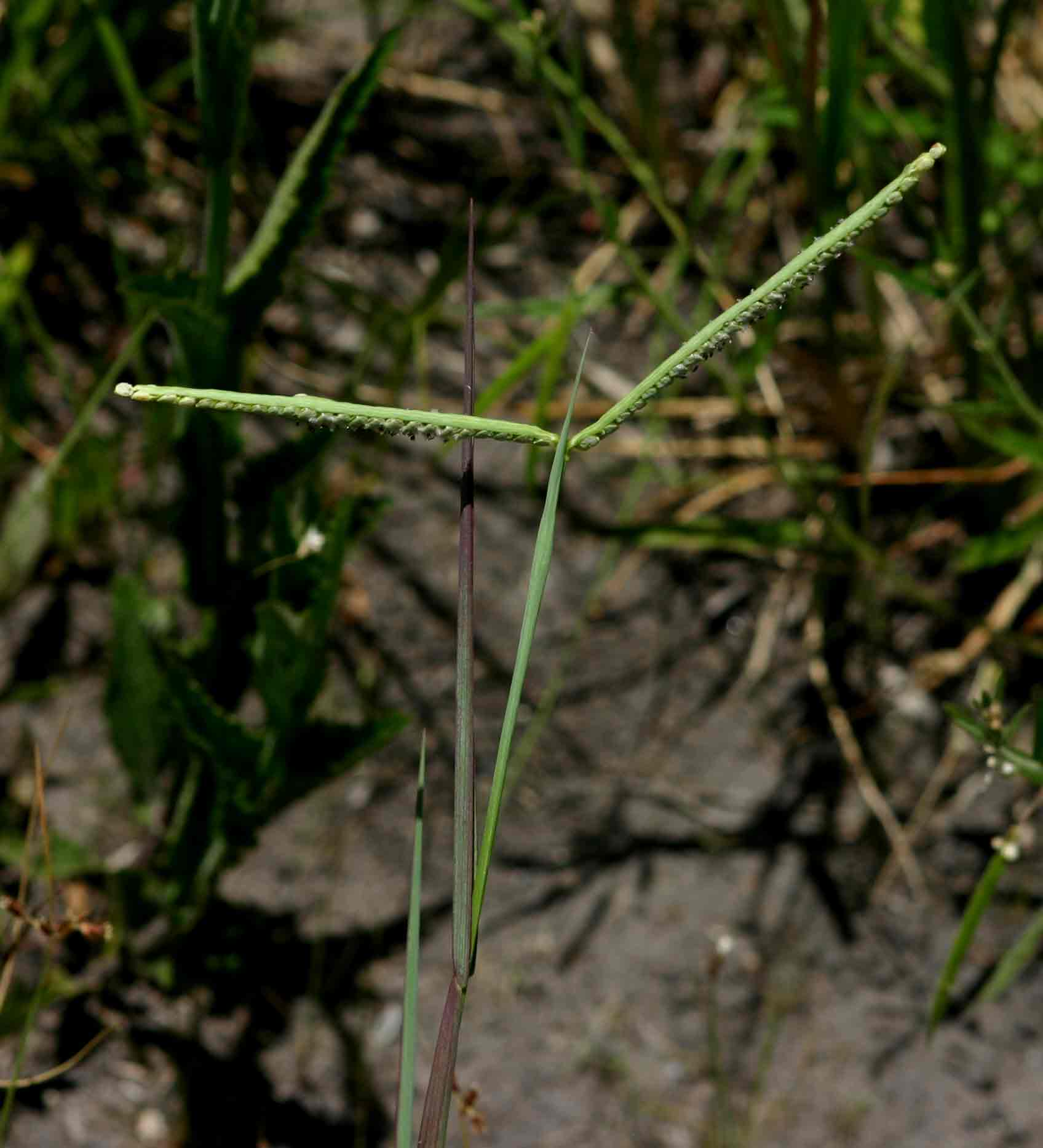Paspalum scrobiculatum Paspalum scrobiculatum