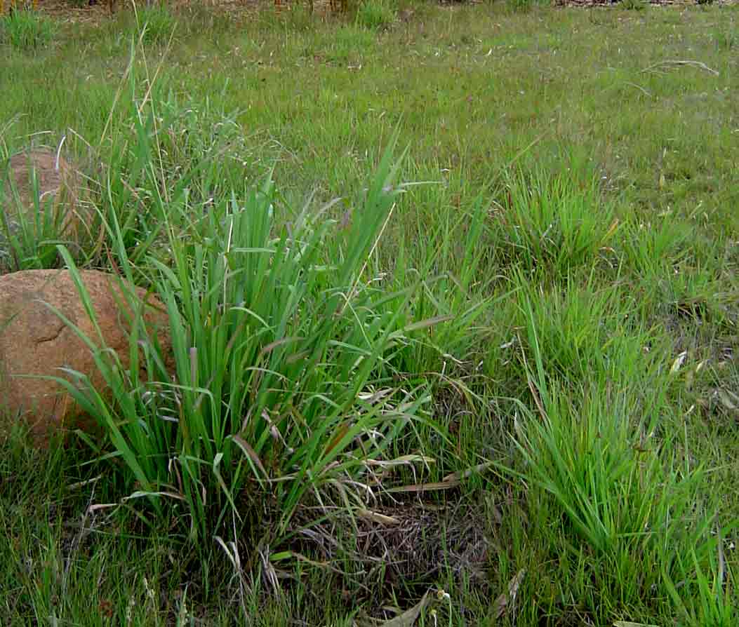 Paspalum urvillei Paspalum urvillei