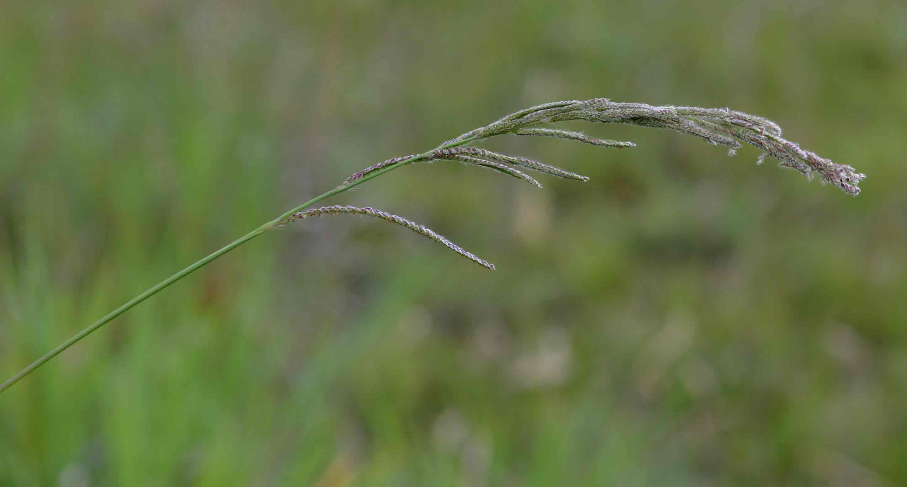 Paspalum urvillei Paspalum urvillei