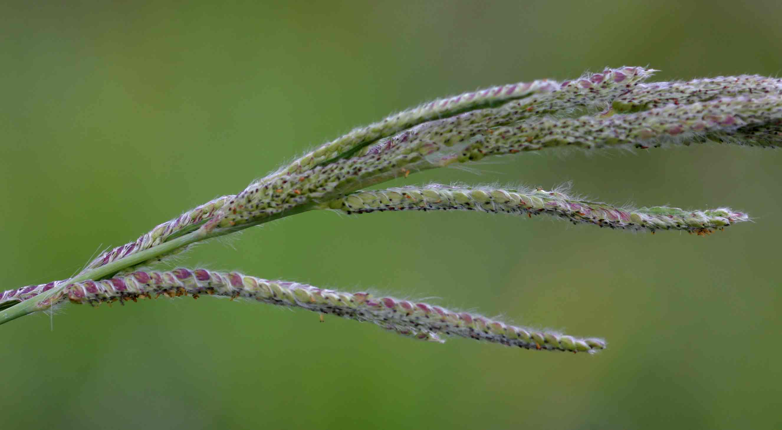 Paspalum urvillei Paspalum urvillei