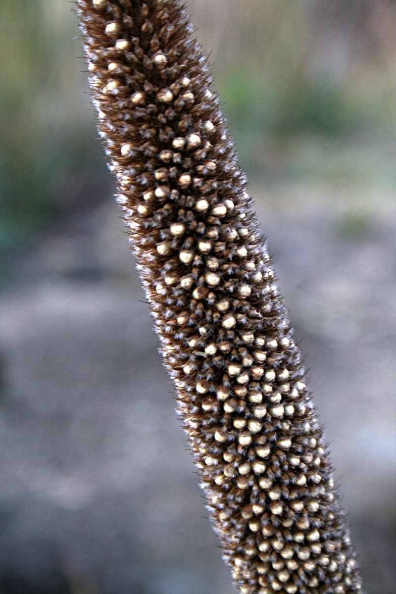 Cenchrus americanus