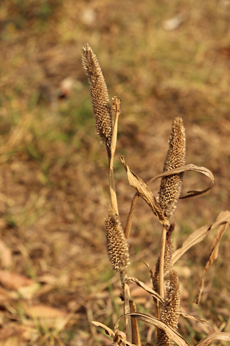 Cenchrus americanus