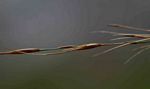 Loudetia simplex