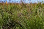 Loudetia simplex