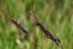 Loudetia simplex