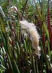Imperata cylindrica