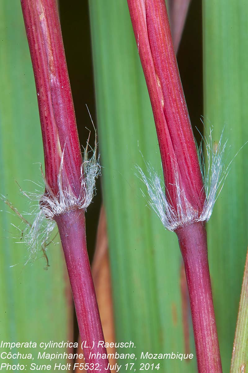 Imperata cylindrica Imperata cylindrica