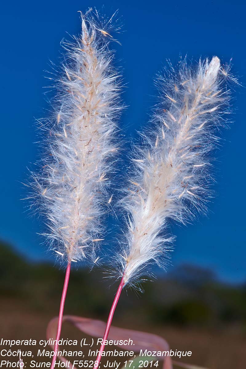 Imperata cylindrica Imperata cylindrica