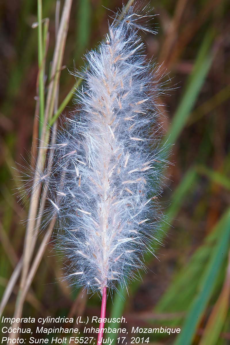 Imperata cylindrica Imperata cylindrica