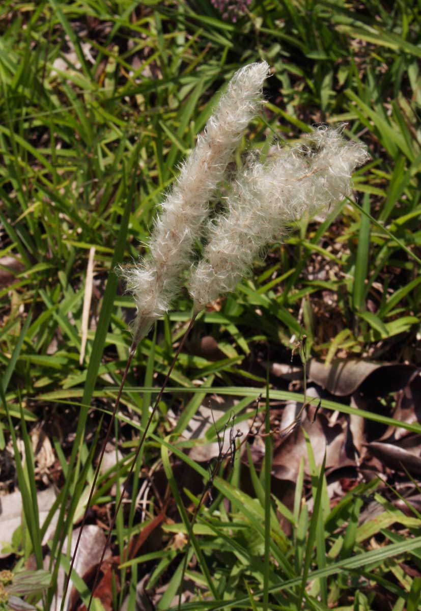 Imperata cylindrica Imperata cylindrica