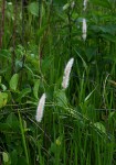 Imperata cylindrica