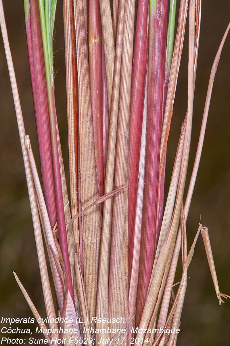 Imperata cylindrica Imperata cylindrica