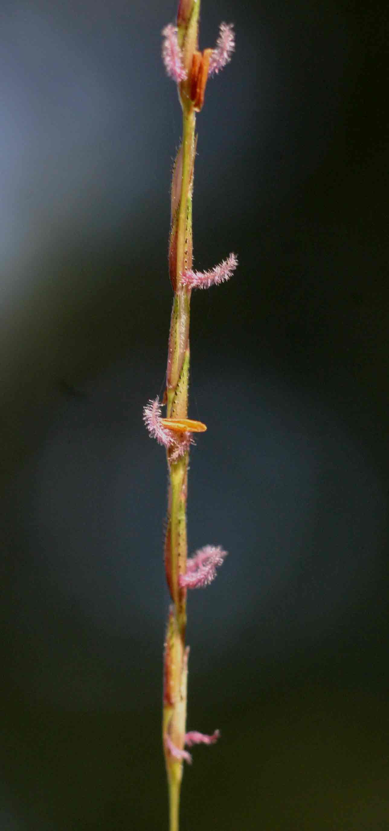 Chrysopogon nigritanus Chrysopogon nigritanus