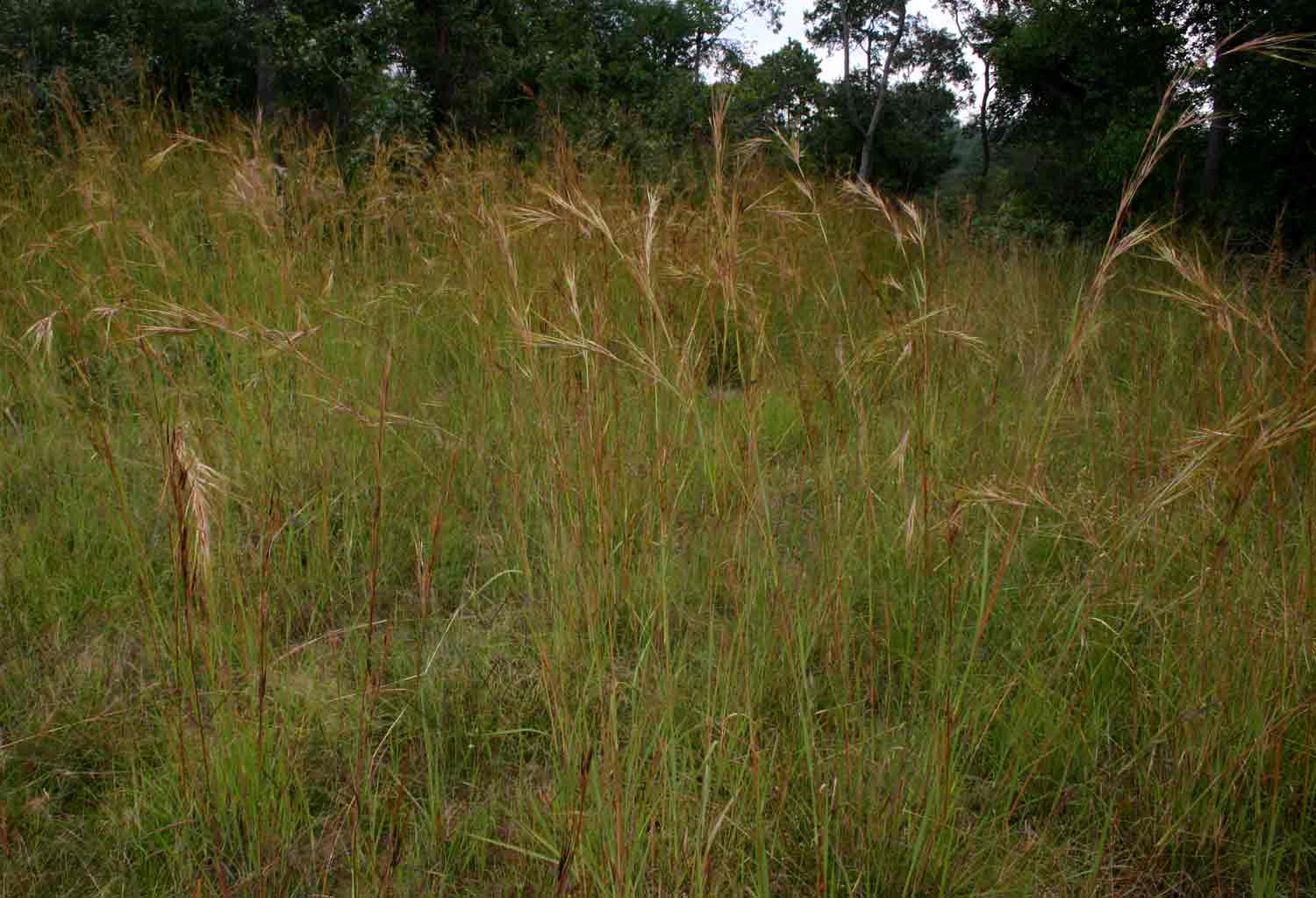Hyperthelia dissoluta Hyperthelia dissoluta