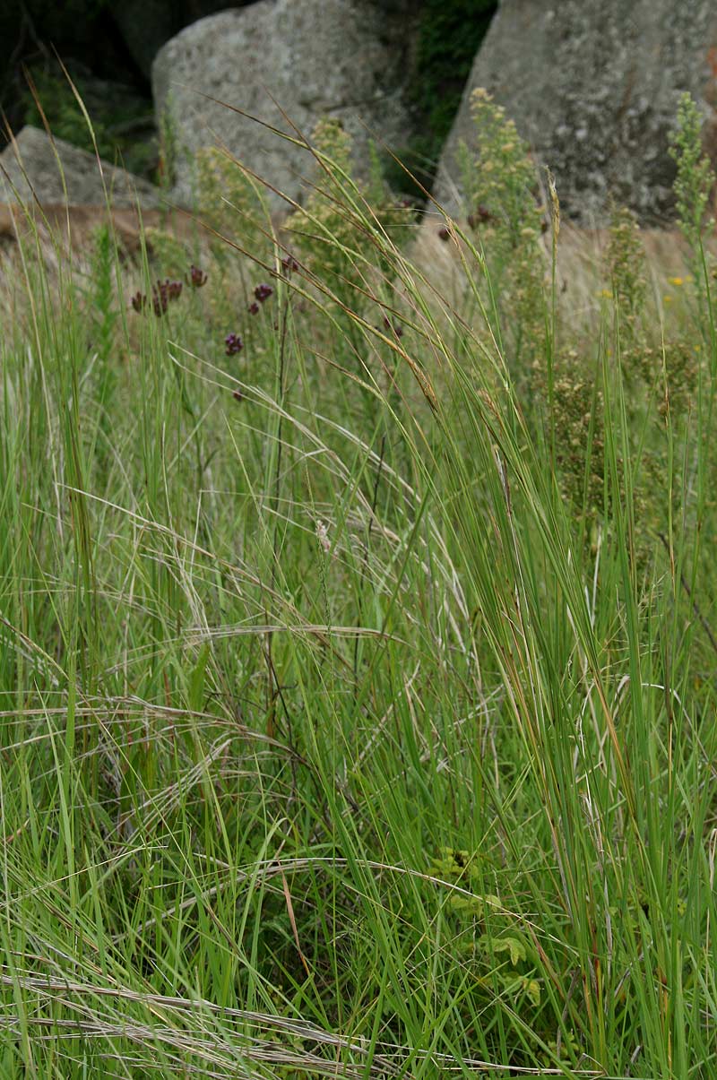 Heteropogon contortus Heteropogon contortus