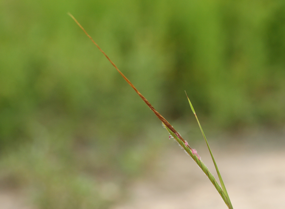 Heteropogon contortus Heteropogon contortus