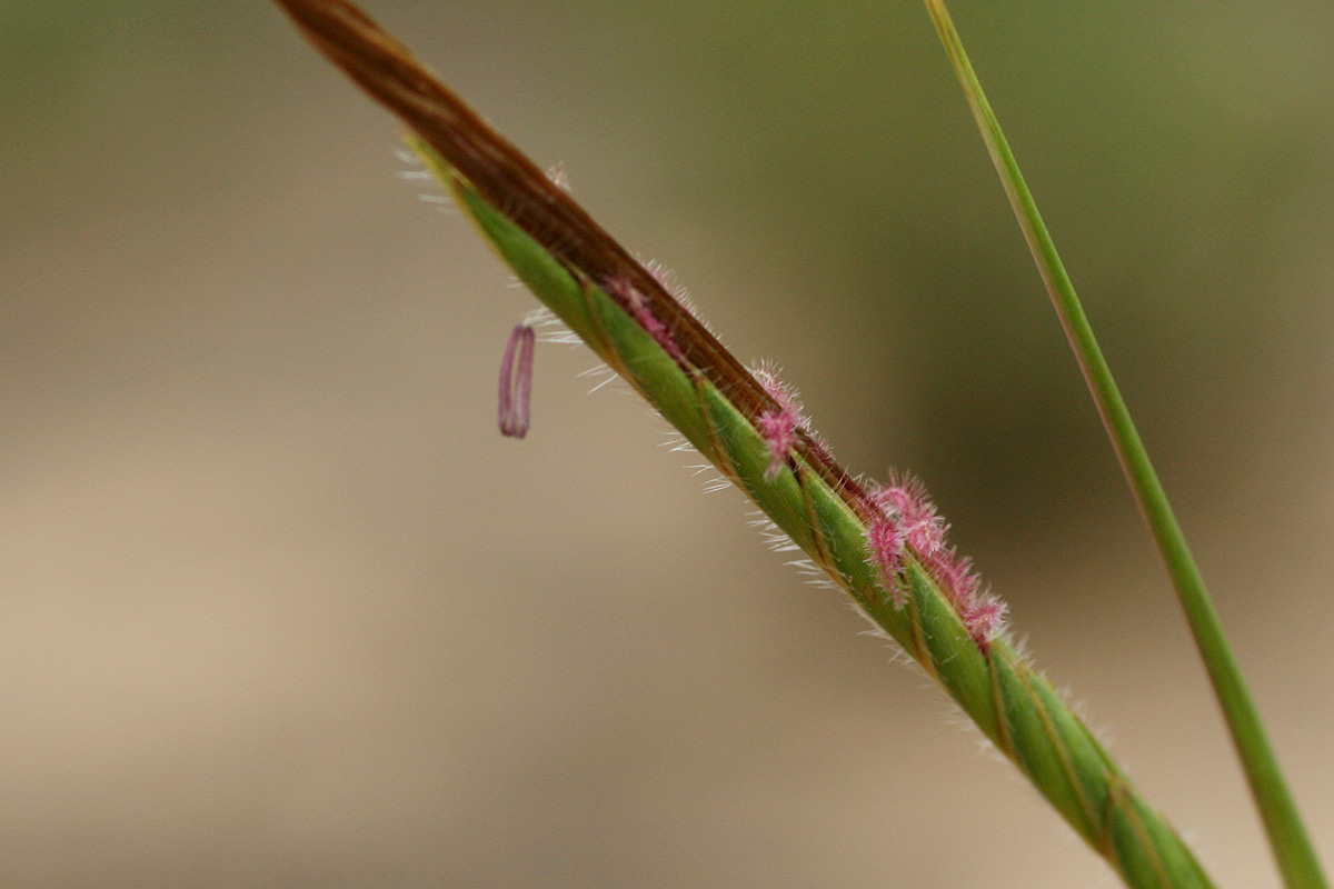 Heteropogon contortus Heteropogon contortus