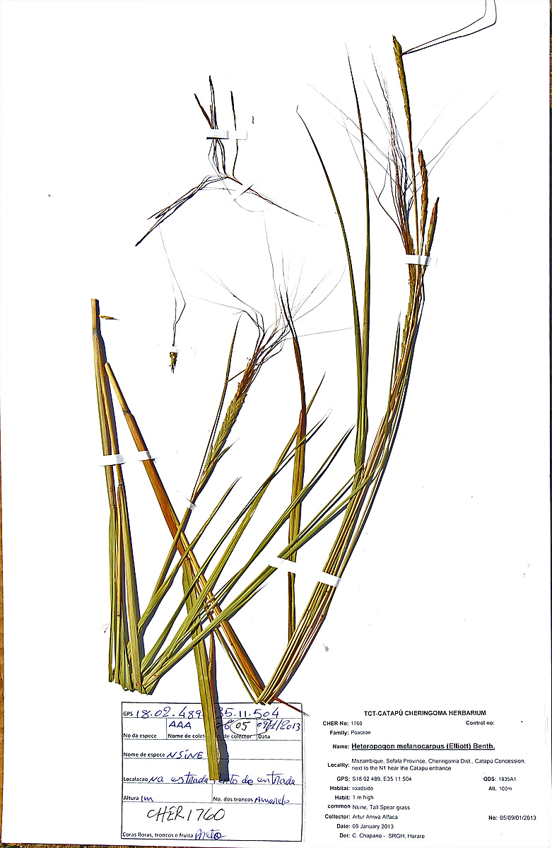 Heteropogon melanocarpus Heteropogon melanocarpus