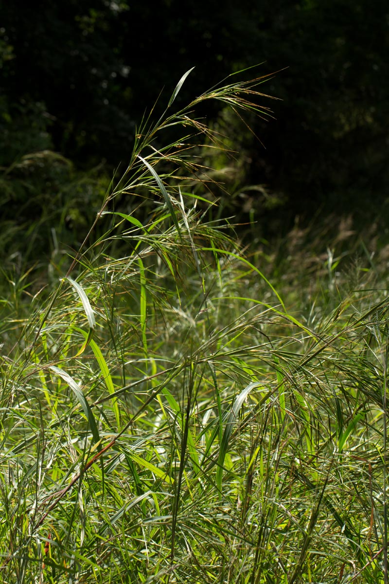 Heteropogon melanocarpus Heteropogon melanocarpus