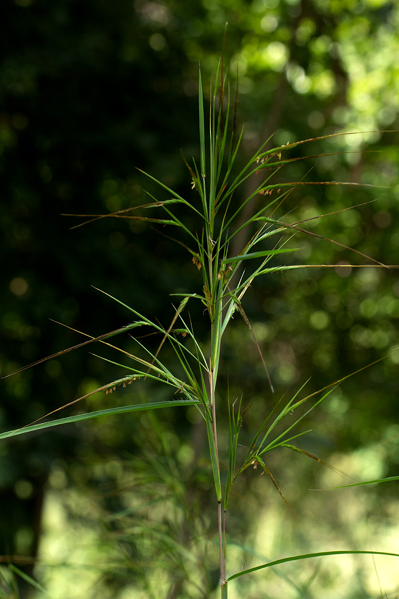 Heteropogon melanocarpus Heteropogon melanocarpus