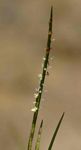 Hemarthria altissima