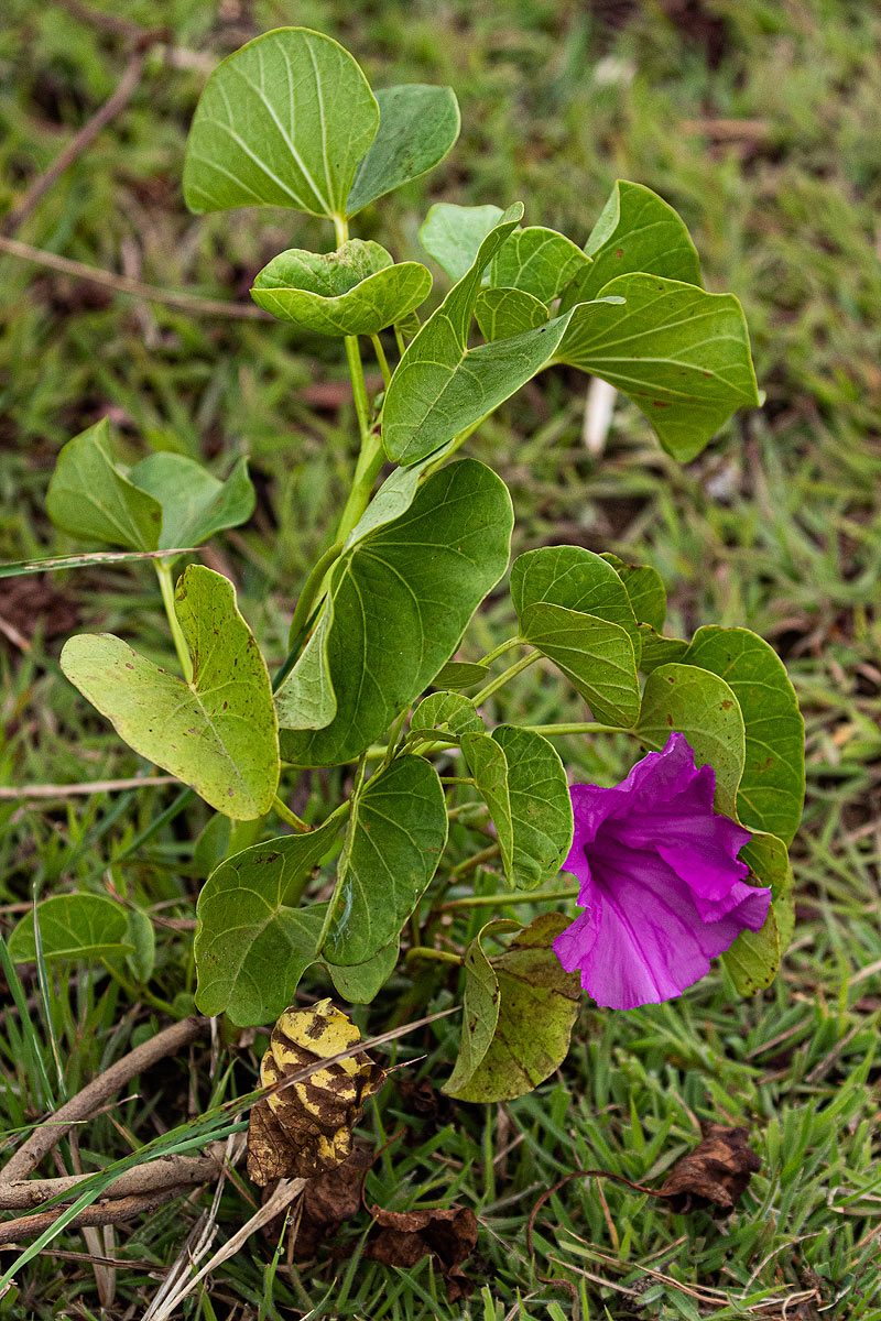 Ipomoea asarifolia Ipomoea asarifolia